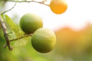 fresh lime fruit isolated on white background. photo