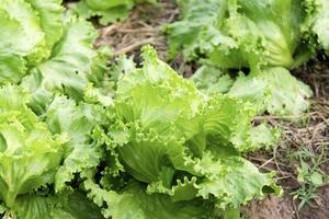 hydroponic garden during morning time food background concept with copy space photo