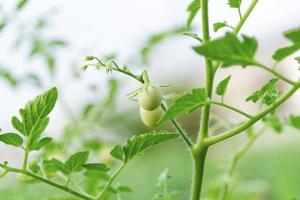 hydroponic garden during morning time food background concept with copy space photo