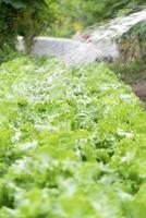 hydroponic garden during morning time food background concept with copy space photo