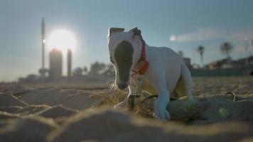 linda mascota lebrel perrito jugando en el playa con un palo video