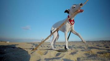 linda mascota lebrel perrito jugando en el playa con un palo video
