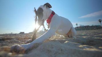 Cute pet whippet puppy playing on the beach with a stick video