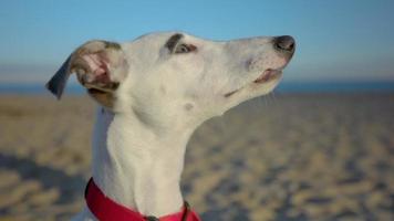 Cute pet whippet puppy playing on the beach with a stick video