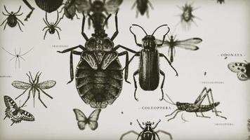 retro entomoloog 3d galerij lus video