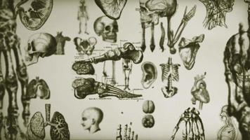 årgång vetenskap mänsklig anatomi bakgrund video
