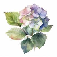 free single blue Hydrangea folwer water color, pastel ,white background, generat ai photo