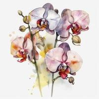 free orchid flowers water color, pastel ,white background , generat ai photo