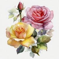 free roses water color, pastel ,white background , generat ai photo