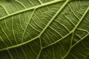 Close-up of green leaf nerves, generat ai photo