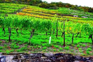 viñedos en otoño foto