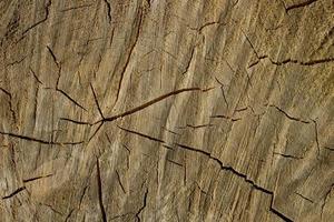 Close up view of old wooden bark,embossed texture of the brown tree,pattern of natural cutted tree background,rough surface,horizontal print for decoration,cover,wallpaper,interior design photo