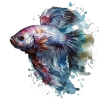 Watercolor painting of betta fish png