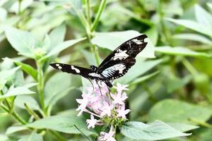 antecedentes con mariposa foto