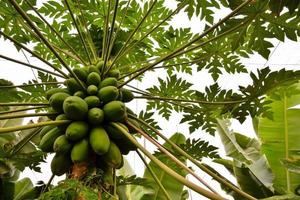 A papaya tree photo