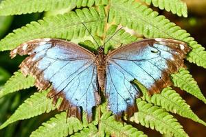 mariposa de cerca foto