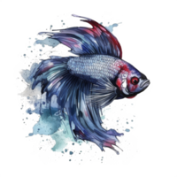 Watercolor painting of betta fish png