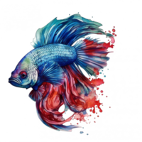 Watercolor painting of betta fish png