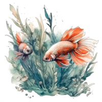 Watercolor painting of betta fish png