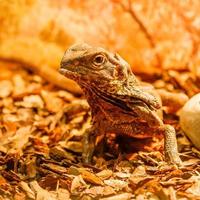 lizard close up photo