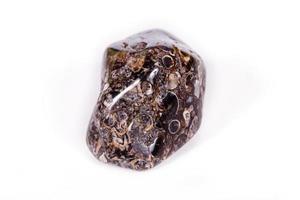 Macro mineral agate fossil fossilized with fossilized turtles on white background photo