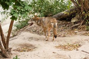 Running wolf close up photo