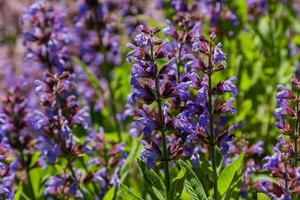 Field of lilac field flowers photo