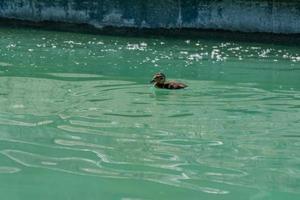 Small duckling floating on water photo