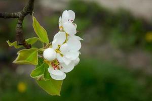 pear tree branch with white blooming flowers close up, floral postcard, spring sunny day image, european garden in the morning, photo for printing on calendar,cover,wallpaper, white delicate flowers