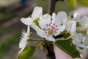 pear tree branch with white blooming flowers close up, floral postcard, spring sunny day image, european garden in the morning, photo for printing on calendar,cover,wallpaper, white delicate flowers