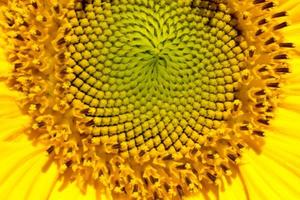 Sunflower head closeup. Beautiful pattern. Abstract natural background. Rustic backdrop for your design. Top view.Ukrainian symbol photo
