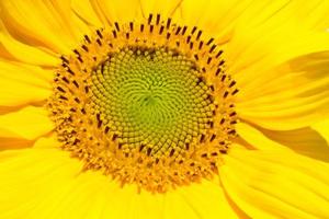 Sunflower head closeup. Beautiful pattern. Abstract natural background. Rustic backdrop for your design. Top view.Ukrainian symbol photo