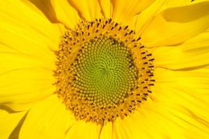 Sunflower head closeup. Beautiful pattern. Abstract natural background. Rustic backdrop for your design. Top view. photo