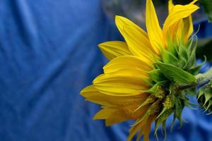 Beautiful sunflower close up,sunflower on blue background,ukrainian symbol,print for postcard,wallpaper,cover design,poster ,calendar,advertising,packaging,greeting card,yellow flower. photo