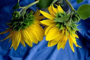 Beautiful sunflower close up,sunflower on blue background,ukrainian symbol,print for postcard,wallpaper,cover design,poster ,calendar,advertising,packaging,greeting card,yellow flower. photo