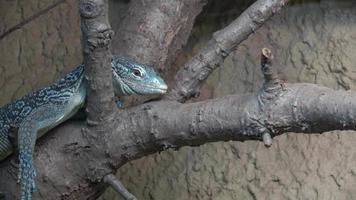 lindo verde lagarto em repouso em uma árvore porta-malas. video