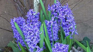 Close up on blue hyacinth flower in spring video