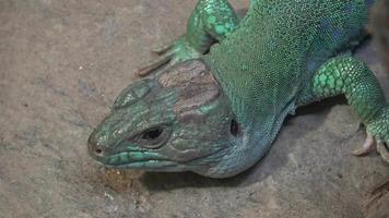 Beautiful green lizard resting on a stone video