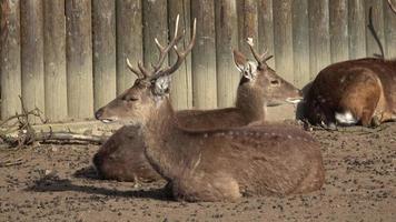 uma rebanho do sika veado veados, cervus nipônico pseudaxis deitado video