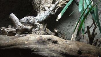 lindo cinzento lagarto em repouso em uma árvore porta-malas. video