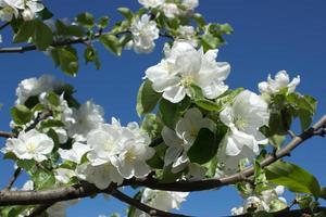 Pink and white apple blossom flowers on tree in springtime photo