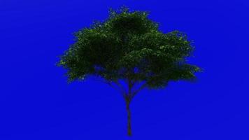 árvore fruta plantas animação - doce castanha, espanhol castanha, castanha - Castanea sativa - verde tela croma chave - 2b - verão Primavera video