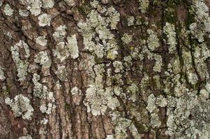 old tree texture with recesses and volume, to use as a background photo