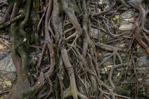 tree roots stuck in old stone wall in nature location photo