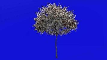 árvore fruta plantas animação - doce castanha, espanhol castanha, castanha - Castanea sativa - verde tela croma chave - 4b - inverno neve video