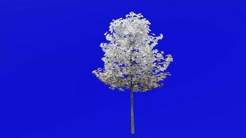 Tree plants animation loop - sugar maple - acer saccharum - green screen chroma key - 3a - winter snow video