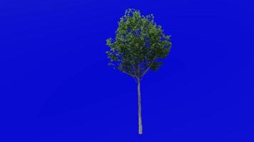 boom planten animatie lus - suiker esdoorn- - Acer saccharum - groen scherm chroma sleutel - 4a - zomer voorjaar video