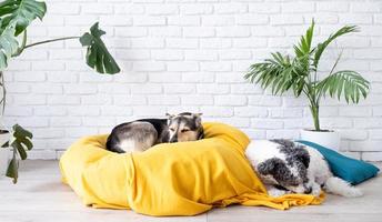 Cute mixed breed dogs lying on yellow bed at home falling asleep, home plants on the background photo