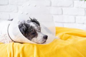 Cute mixed breed dog wearing protective cone collar after surgery, medical tools and equipment. photo