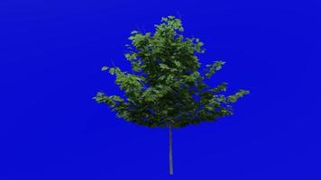 Tree plants animation loop - sugar maple - acer saccharum - green screen chroma key - 5a - summer spring video
